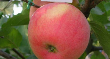 Popis odrůdy jabloně teremok, historie šlechtění a výnos